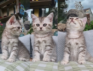 Kuschelige Britisch Kurzhaar Kitten suchen ihren neuen Leckerliespender ! :) BKH Kitten