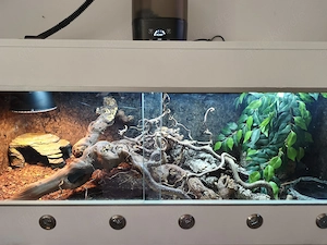 Zwei Kornnattern inkl. Terrarium abzugeben 