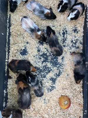 Meerschweinchen Babys