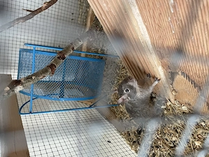 Degu Pärchen (Weiblich) mit Gehege und Zubehör abzugeben 