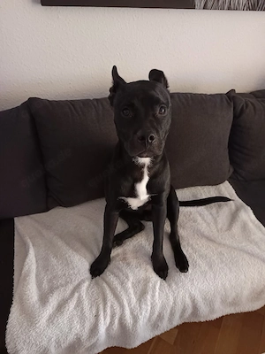 American Bully Mix 