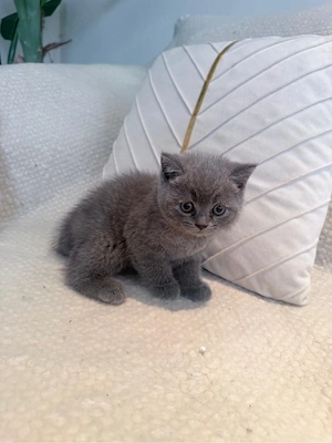 Babykatze BKH