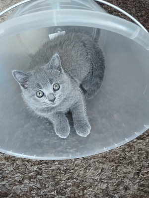 Bkh Kitten reinrassige verschiedene Farben 