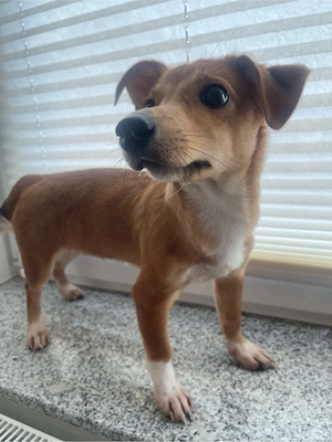 Jack-Russell Mini-Pinscher Welpe
