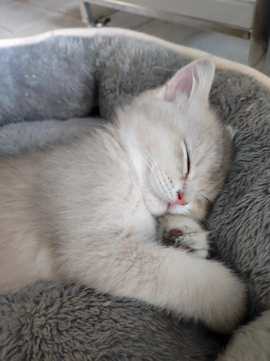 BKH Kitten, abgabebereit 
