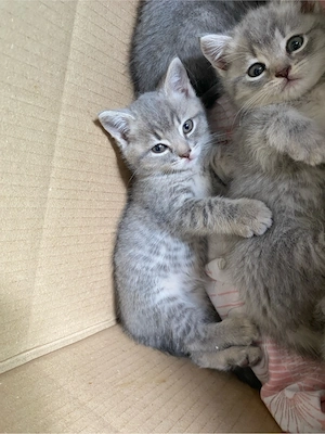 katzenbaby
