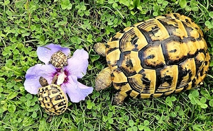 Griechische Landschildkröte Testudo hermanni NZ2025 NZ2024 Geschlecht weiblich