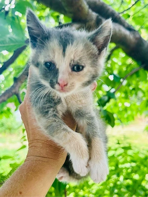    Kleine Katzendame sucht ein liebevolles Zuhause   