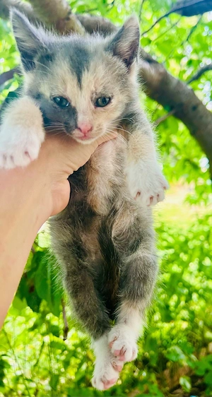 Kleine Katzendame sucht ein liebevolles Zuhause   