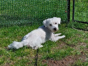 Lustiger Speedy sucht liebevolle Familie