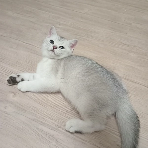 Abgabebereit,BKH Kitten 