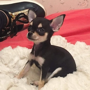 Liebevoller Chihuahua-Welpe