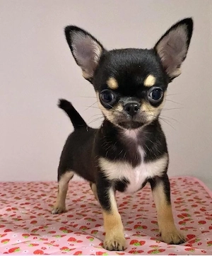 Liebevoller Chihuahua-Welpe sucht ein neues Zuhause