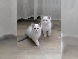 Ragdoll Kitten mit Stammbaum