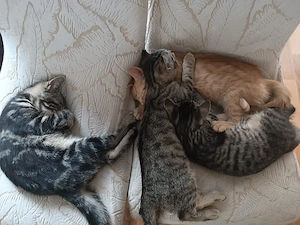 Babykatzen abzugeben 