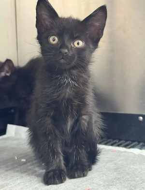 Cindy Mini-Flauschi sucht spannende Familie mit Kumpel