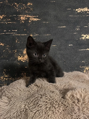 Kitten   Katze   Kater   Katzenjunges   Junges   Katzenbaby suchen ein Zuhause  