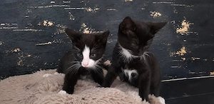 Kitten   Katze   Kater   Katzenjunges   Junges   Katzenbaby suchen ein Zuhause  