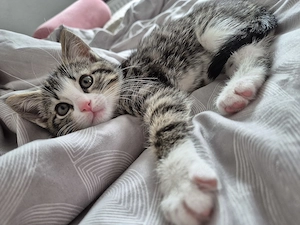 Kitten, 10 Wochen alt