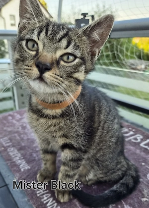 Norweger Mix Kitten