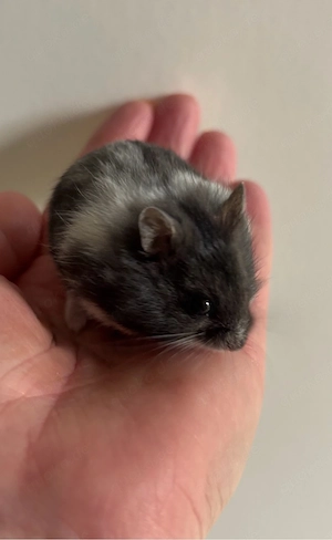 Zwerghamster Hamster Campbell Jungtiere 