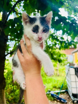    Zwei süße Kater suchen ein liebevolles Zuhause     
