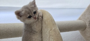 BKH kitten in seltenen Farben 