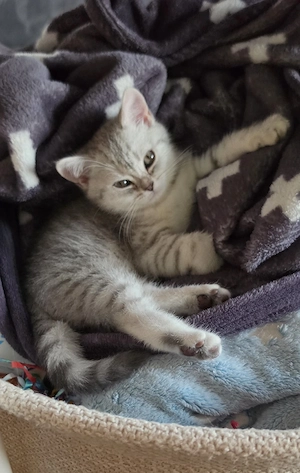 BKH Kitten 