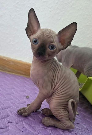 Reinrassige kanadische Sphinx 