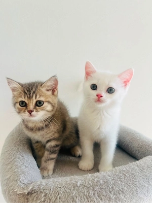 2 Wunderschöne BKH Kitten suchen ab sofort ein liebevolles Zuhause