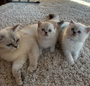 BKH und  BLH kitten