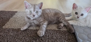 BKH Kitten 