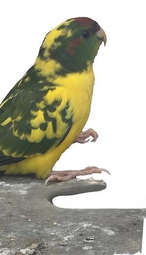 Ziegensittich nestjung