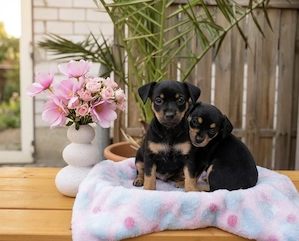 Chihuahua Rehpinscher Welpen 