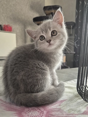  Ein Süßer BKH kitten 