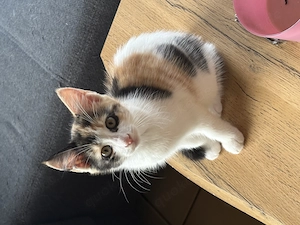 10 Wochen alte Kitten ab dem 10. Juli abzugeben