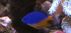 Gelbbauch Demoiselle dringend abzugeben