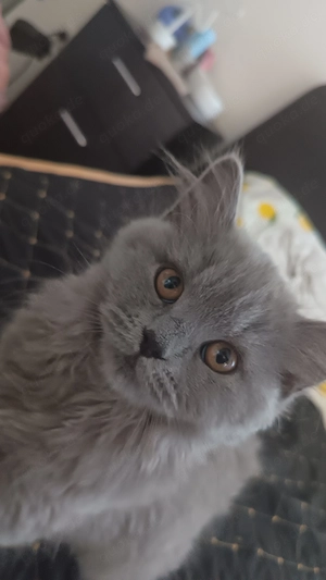 Eine BKH baby katze zum verkauf
