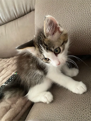 kätzchen 12 wochen babykatze 