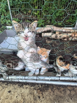 4 Katzenbabys Kitten