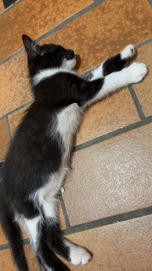 Babykatze schwarz weiß