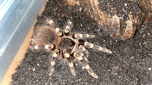 Acanthoscurria geniculata und Psalmopoeus irminia suchen ein neues Zuhause