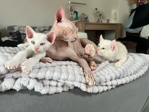 Kätzchen von Sphynx-Eltern