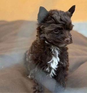 Yorkshire Terrier Schoko 