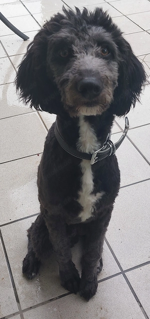 Aussi- Doodle sucht Menschen mit viel Zeit...