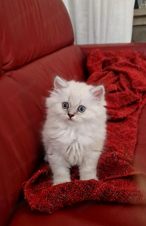 Wunderschöne BLH Kitten liebevoll aufgezogen   