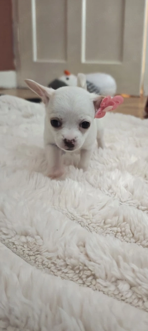 kleine reinrassige Chihuahuas