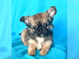 Außergewöhnliche Chihuahua-Welpen