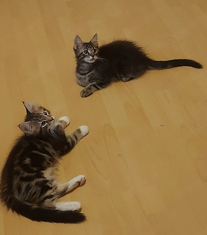 Main-coon kitten  (kater ) 