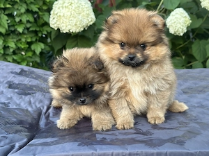 Zwergspitz Pomeranian Welpen suchen neue Familie